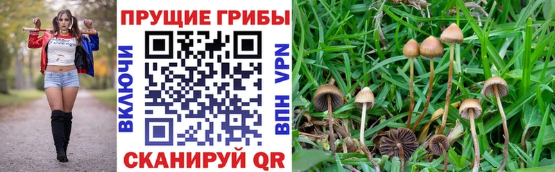 Псилоцибиновые грибы MAGIC MUSHROOMS  Великий Новгород 